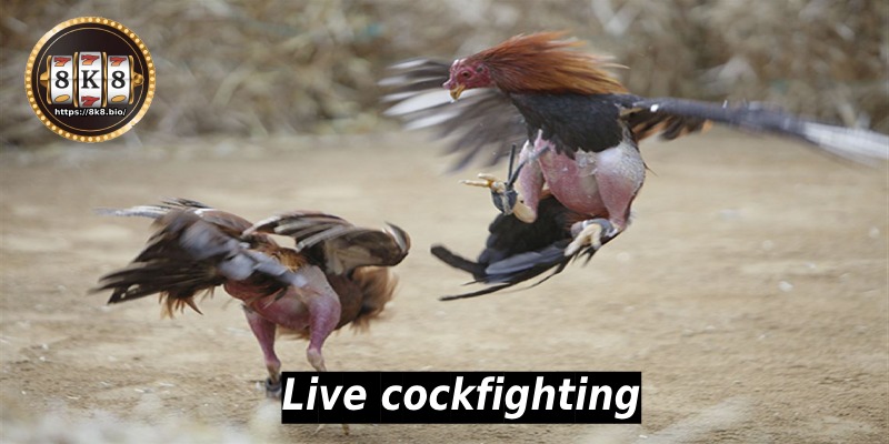 Live cockfighting