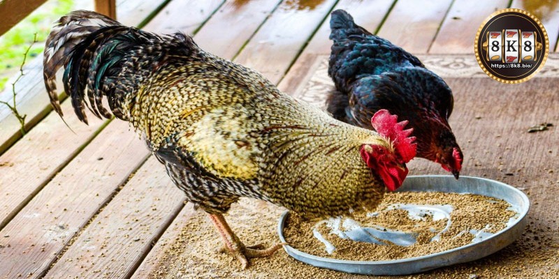 Diet for fighting cocks