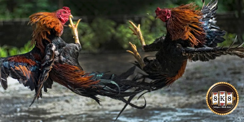 Important notes when raising fighting cocks