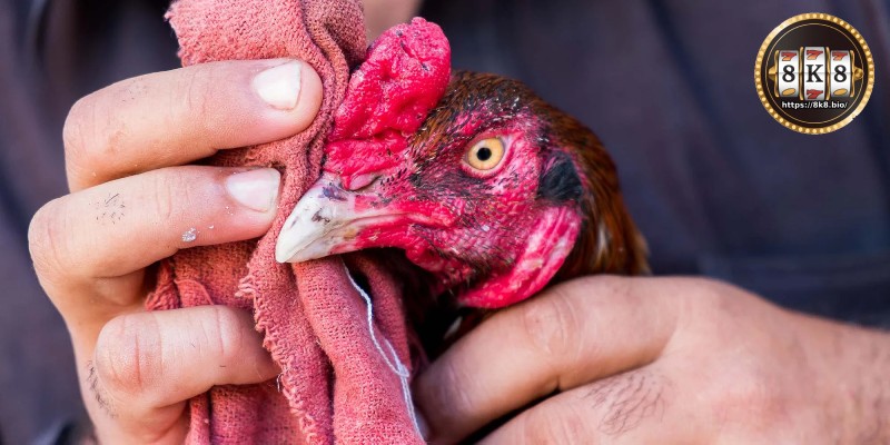 Proper Care of Gamecocks