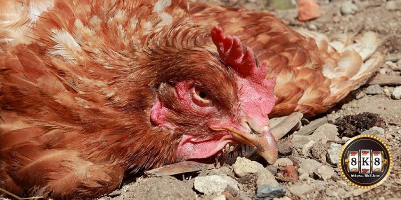 Signs of worm infection in fighting cocks