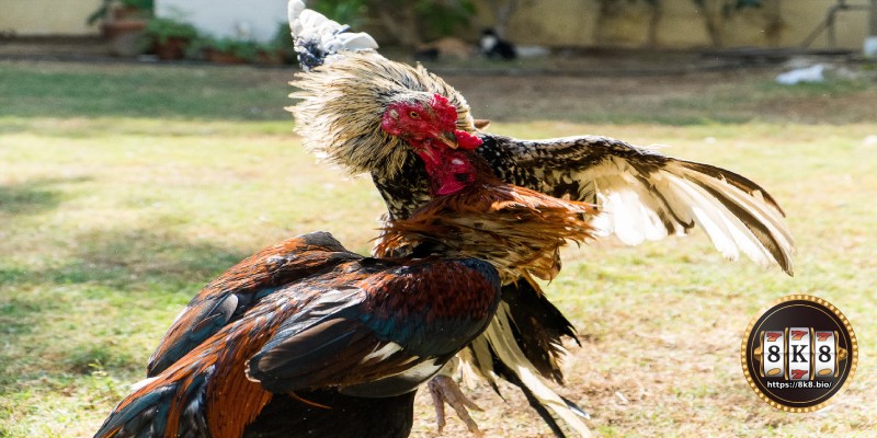 Training Regime for Fighting Cocks