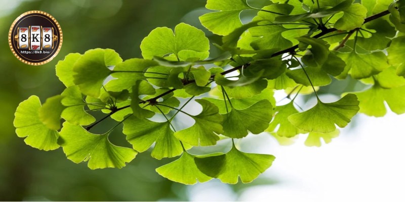 Using Ginkgo Biloba