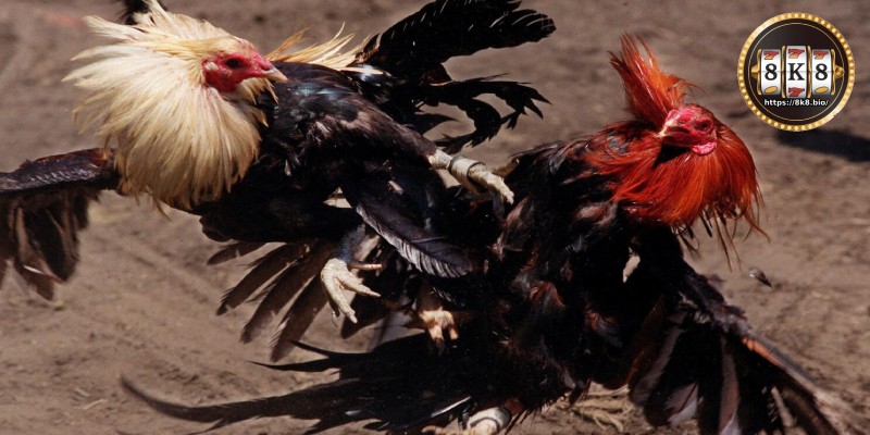 What is a fighting cock?