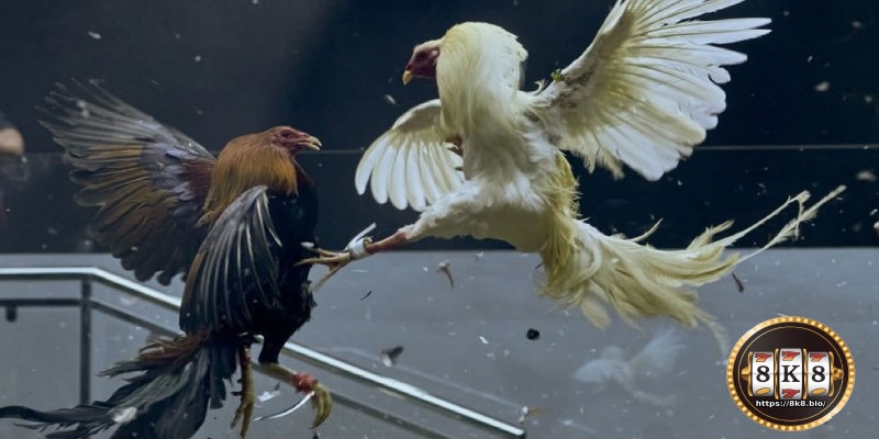 Live cockfighting