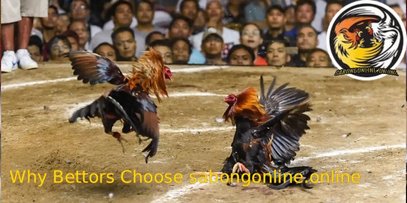 Why-Bettors-Choose-sabongonline.online-Over-Other-Platforms